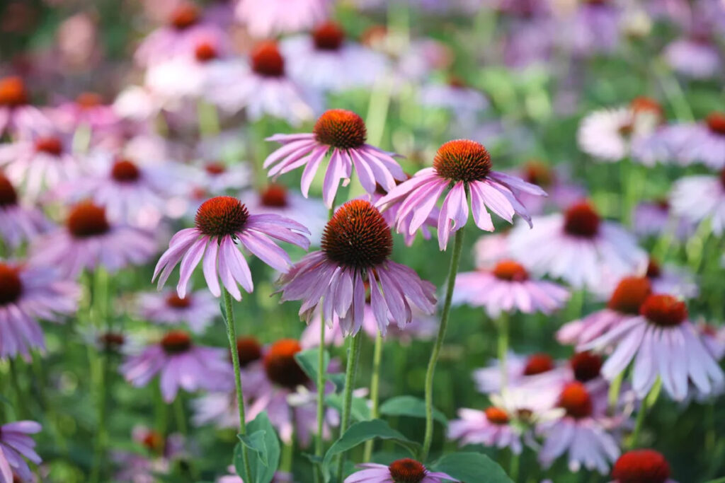 Can echinacea help you get over a cold? Can echinacea help you get over a cold?