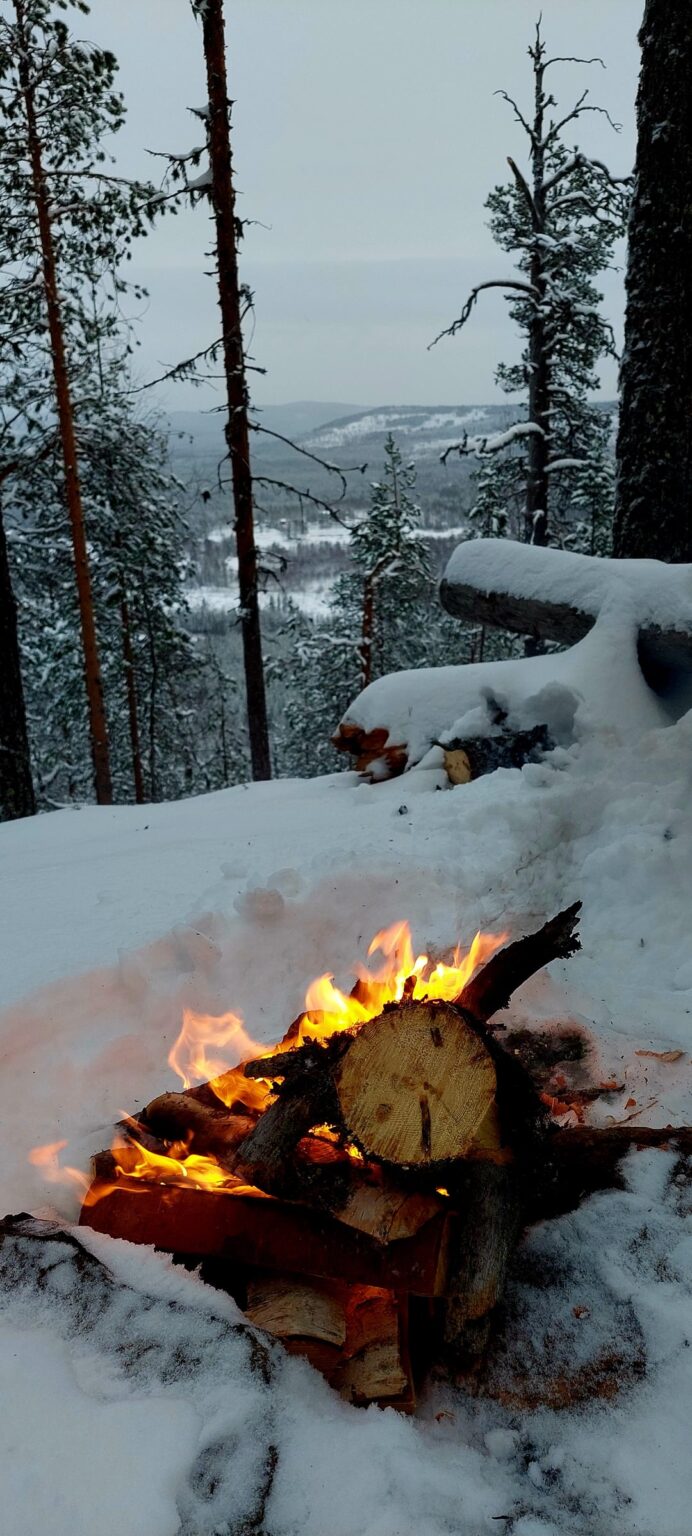 Forests of Boden municipality, Sweden