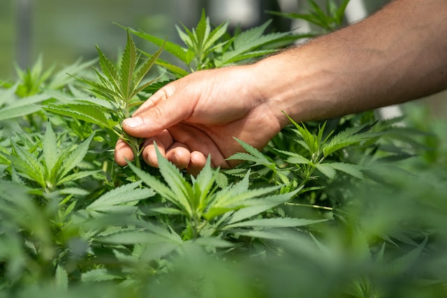 Canopy Growth Corporation (CGC) Sets Sights on Australia Cannabis Market with Expanded Portfolio