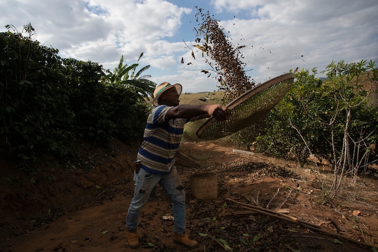 A farm working at a cocoa field in Brazil. (Photo by AP)