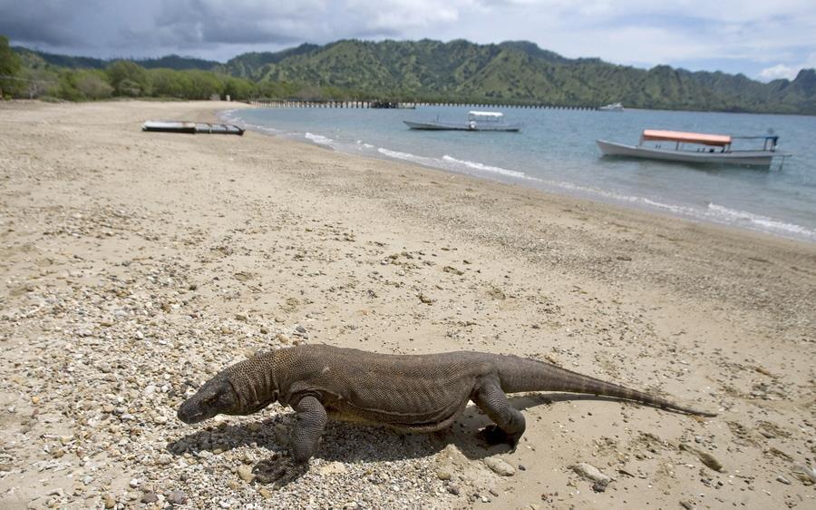 Komodo dragons once lived in Thessaloniki