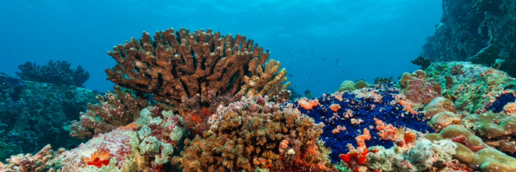 Cooperation on the Marine Environment Can Unite the Gulf — Bourse & Bazaar Foundation