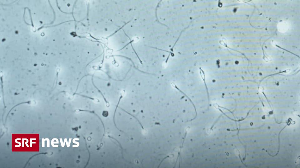 Sperm crisis – and the authorities are turning a blind eye? | The sperm quality of young Swiss men is cause for concern. The authorities say there is a great need for research. And yet studies are being cancelled. How does that add up?