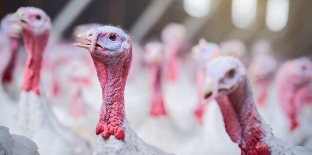 Nearly 2.1 million U.S. turkeys have been killed due to bird flu since late August