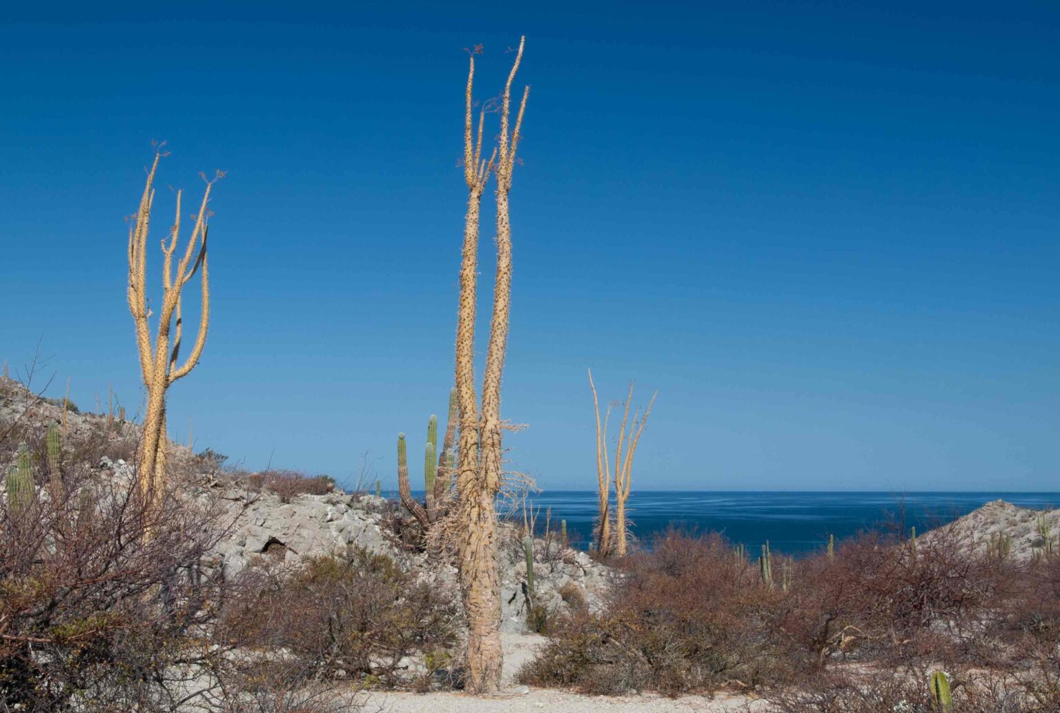 Ecological winners: Why some species dominate the planet