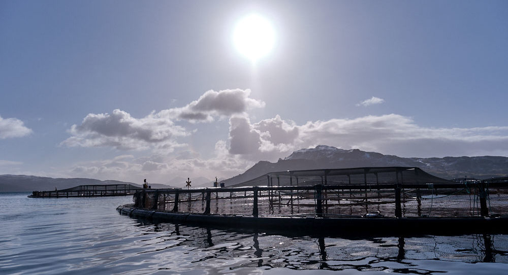 Norway salmon spot price corrects down, Scottish steady
