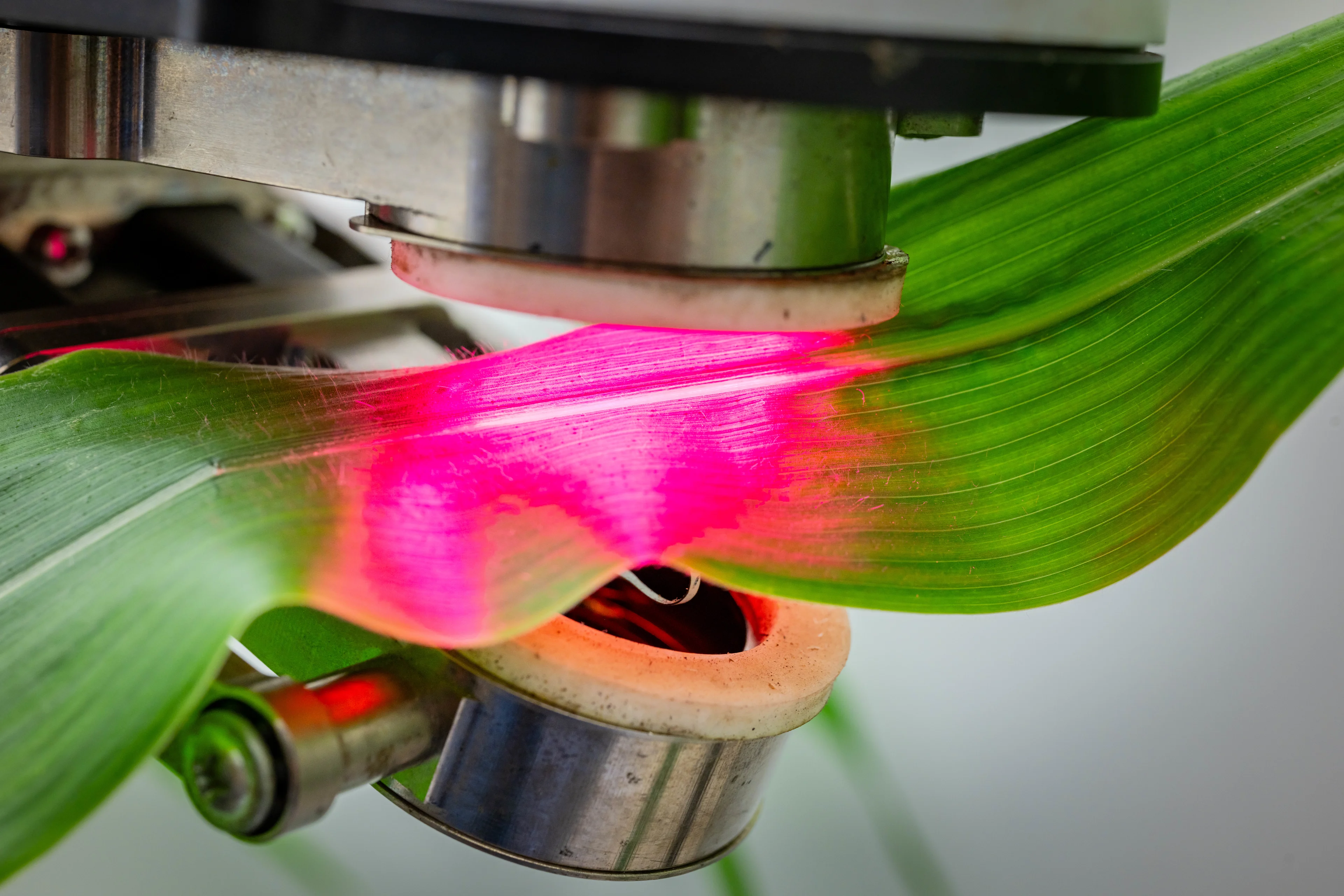 Leaky plants/ Paul H. Joseph/University of British Columba/Submitted to The Weather Network