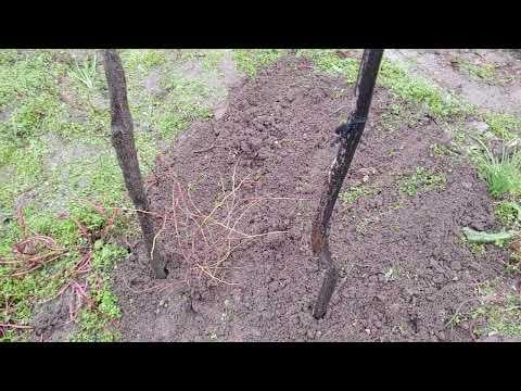 We planted jujube. Anyone who has seen it can give advice on growing? Thank you!