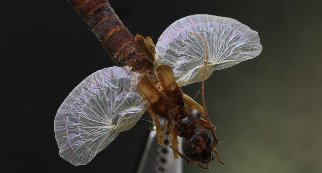 The Physics of Nature’s Folds – and How Technology is Adapting Them