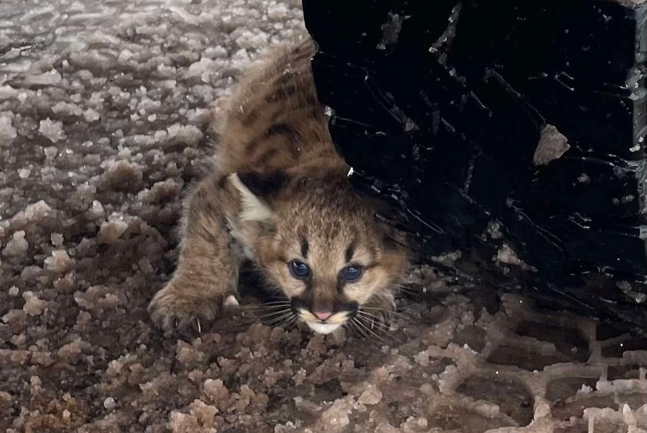 File photo of cougar cub in Ontonagon County