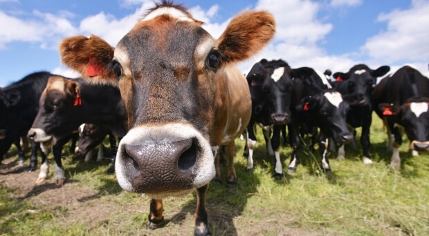 Rural news in brief | Te Awamutu News