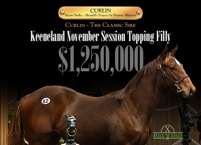 Hill 'n' Dale (Curlin) 11-6-25