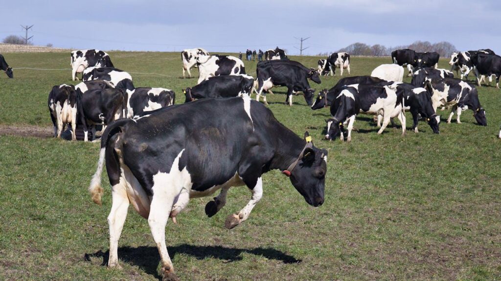 Cows are collapsing, say farmers and suspect statutory feed