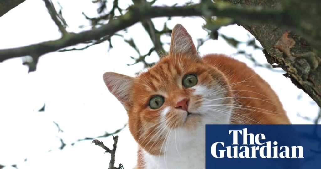 More pets being abandoned in England as food and vet bills soar, say charities