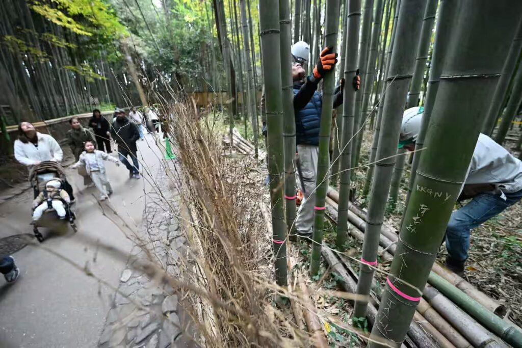 Famous Bamboo Grove in Kyoto Thinned to Prevent Graffiti JRTFTQKONVI75HZHZMLDYQ6IVA-min
