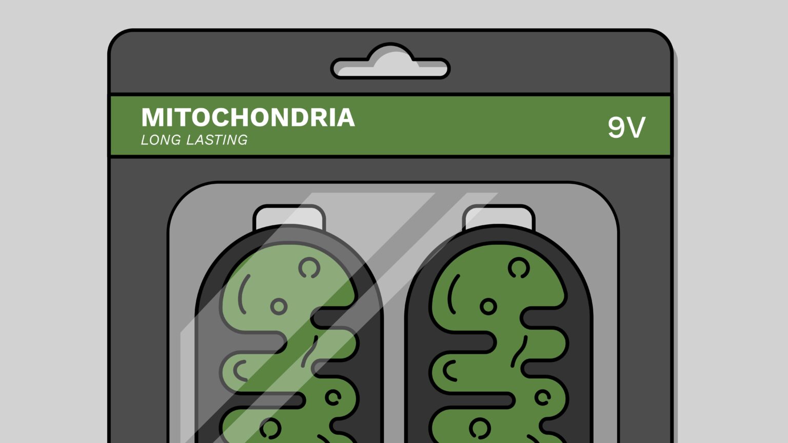 Scientists have developed a method to rejuvenate old and damaged human cells by replacing their mitochondria. With new mitochondria, the previously damaged cells regained energy production and function. The rejuvenated cells showed restored energy levels and resisted cell death.