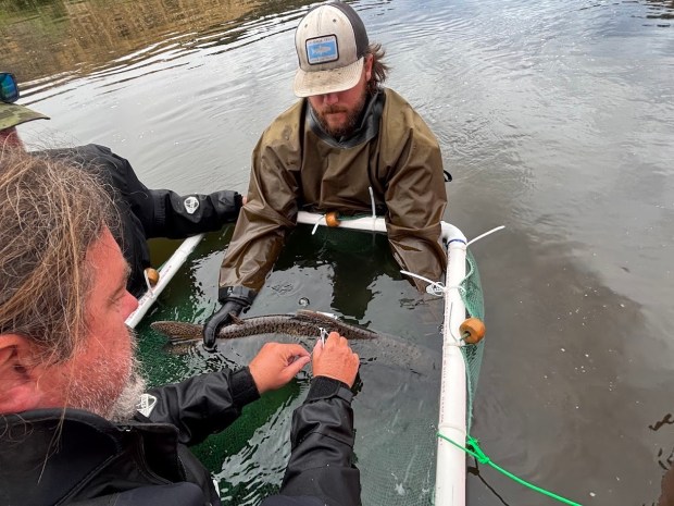 Scientists work to install tags on a fish that will allow telemetry tracking in the Klamath River Basin. Successful dam removal and restoration efforts have led to a dramatic increase in salmonid populations along the Klamath watershed. (Courtesy of California Trout)