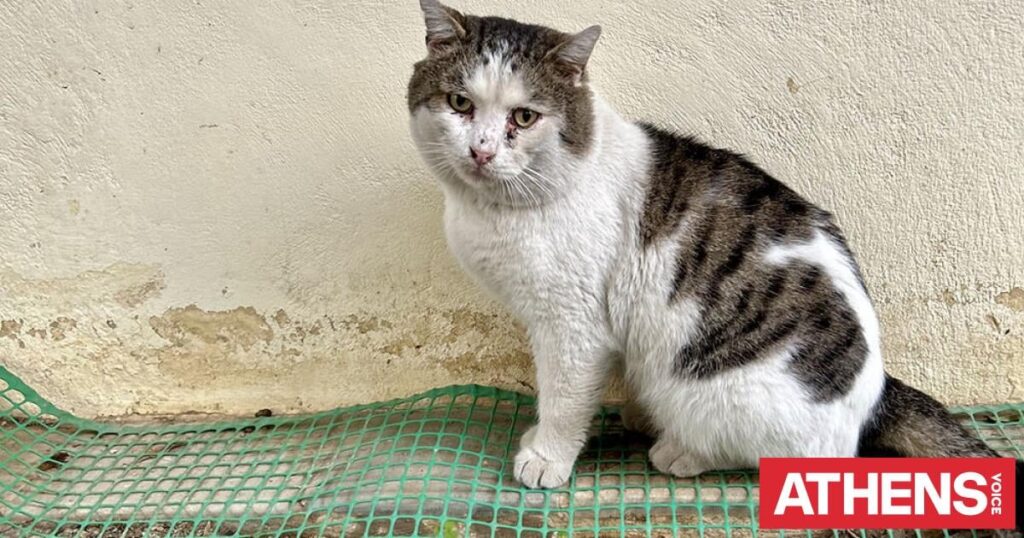 Donoussa: Record fine of more than 1.7 million euros to a 63-year-old for animal abuse