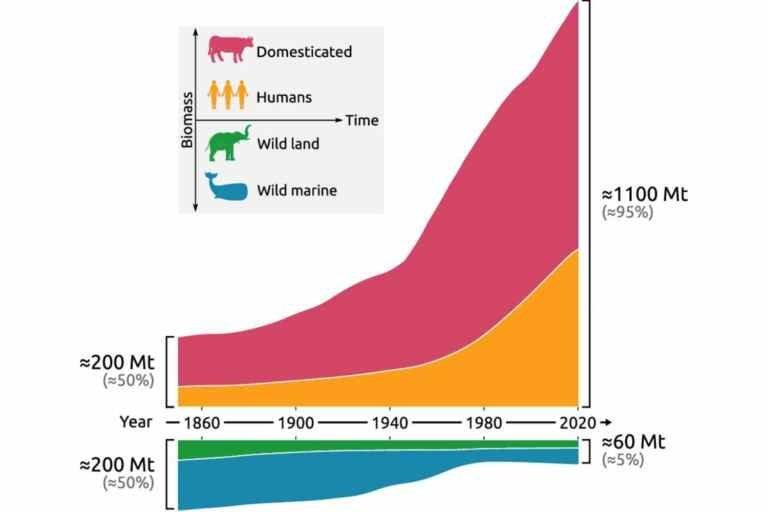 In 170 Years, Wild Mammal Biomass Has Halved, While Livestock Biomass Has Quintupled. 95% of Mammals on Earth Are Now Livestock and Humans, Leaving Only 5% for Wildlife