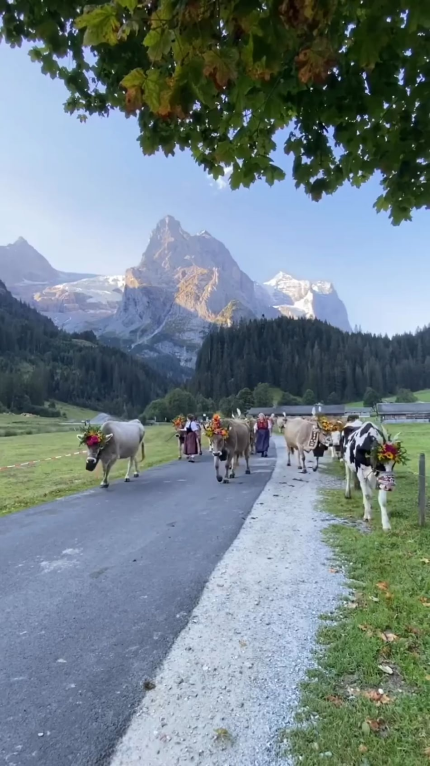 Beautiful Alpine cattle descent