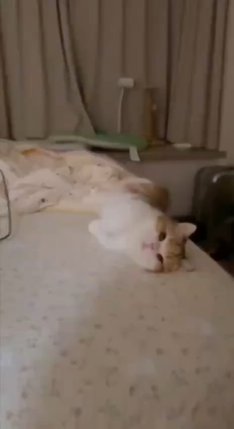 Catbot