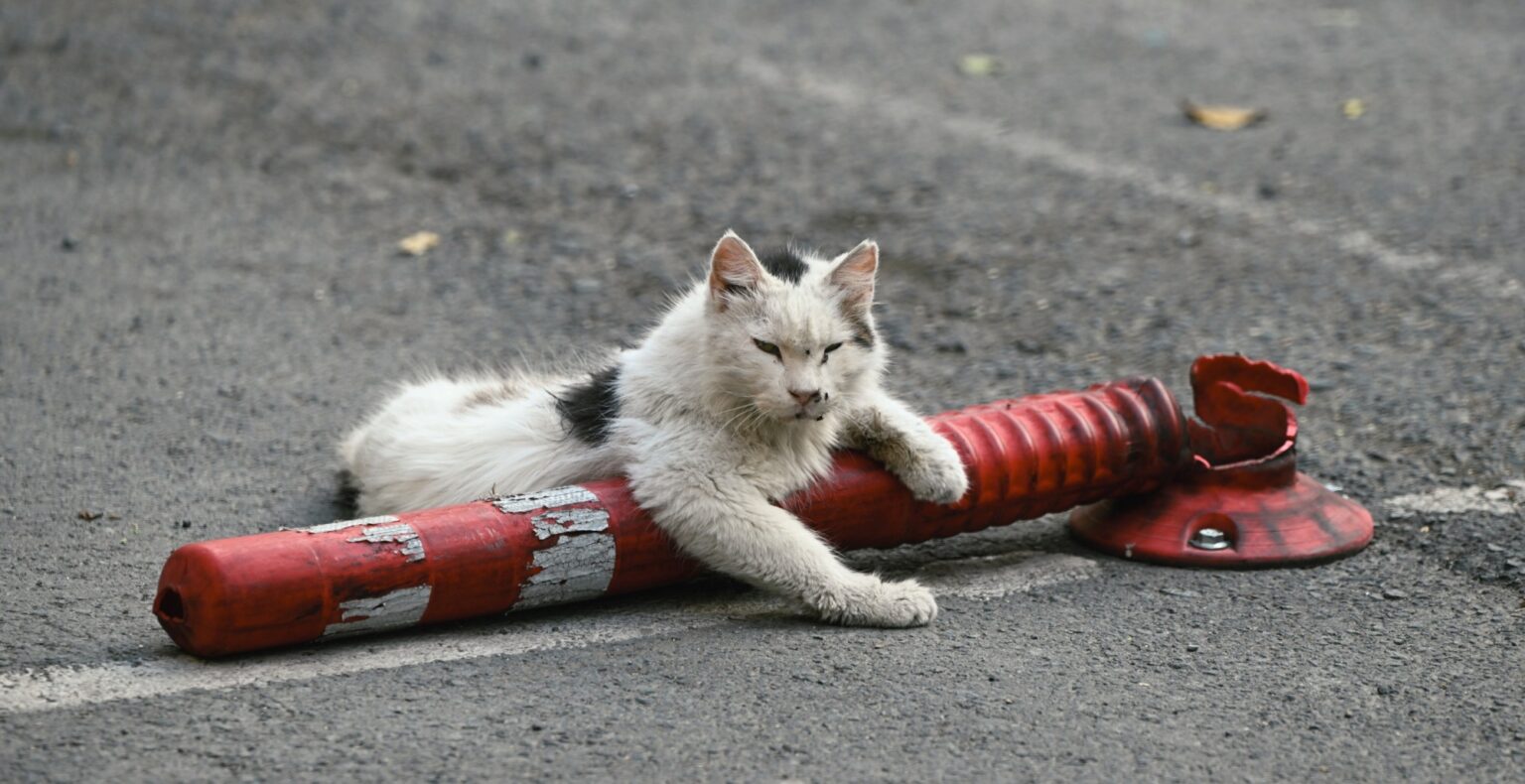 New Zealand Moves to Wipe Out Feral Cats by 2050