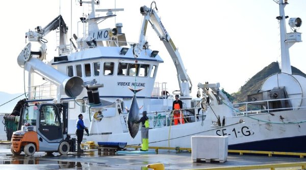 Norway can now export bluefin tuna that is fished beyond the vessel’s quota, which they say adds greater flexibility in exporting the fish Norway has set a quota for the Atlantic blue fin tuna fishery in 2023, in line with the ICCAT recommendations norwegian bluefin tuna 2024 2025