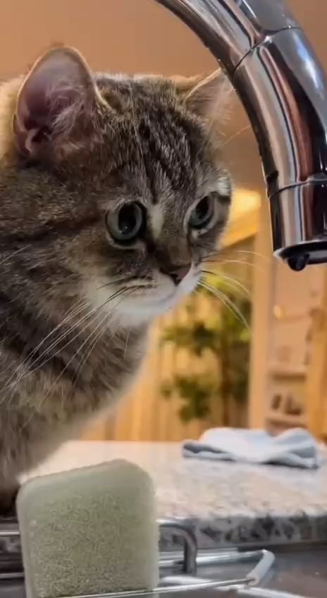 Catbot