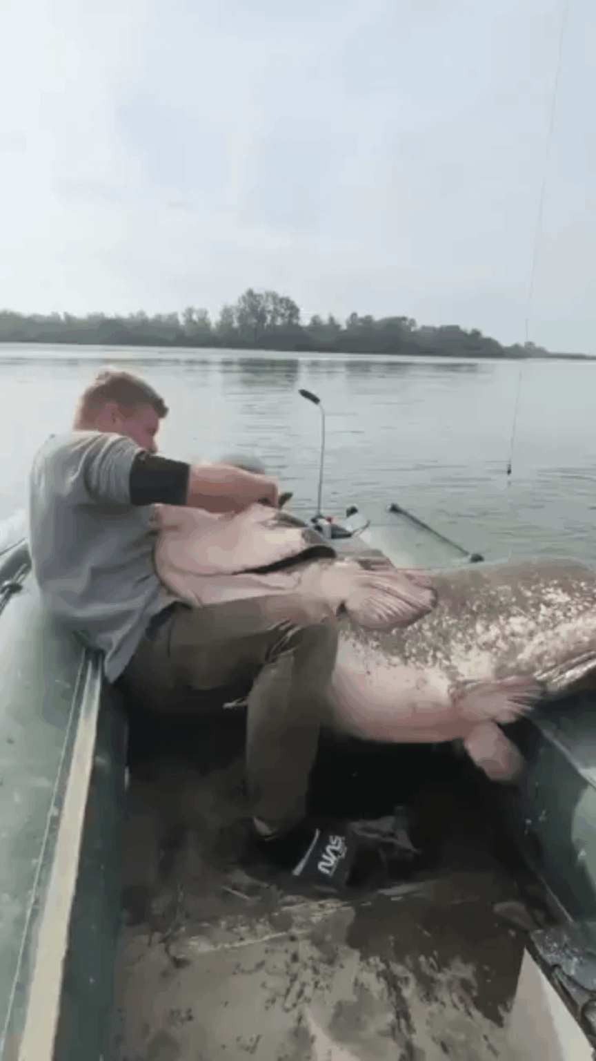 Look at the size of this fish!