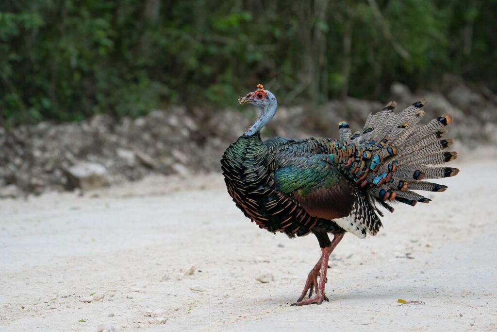 Wild Relatives: The ocellated turkey