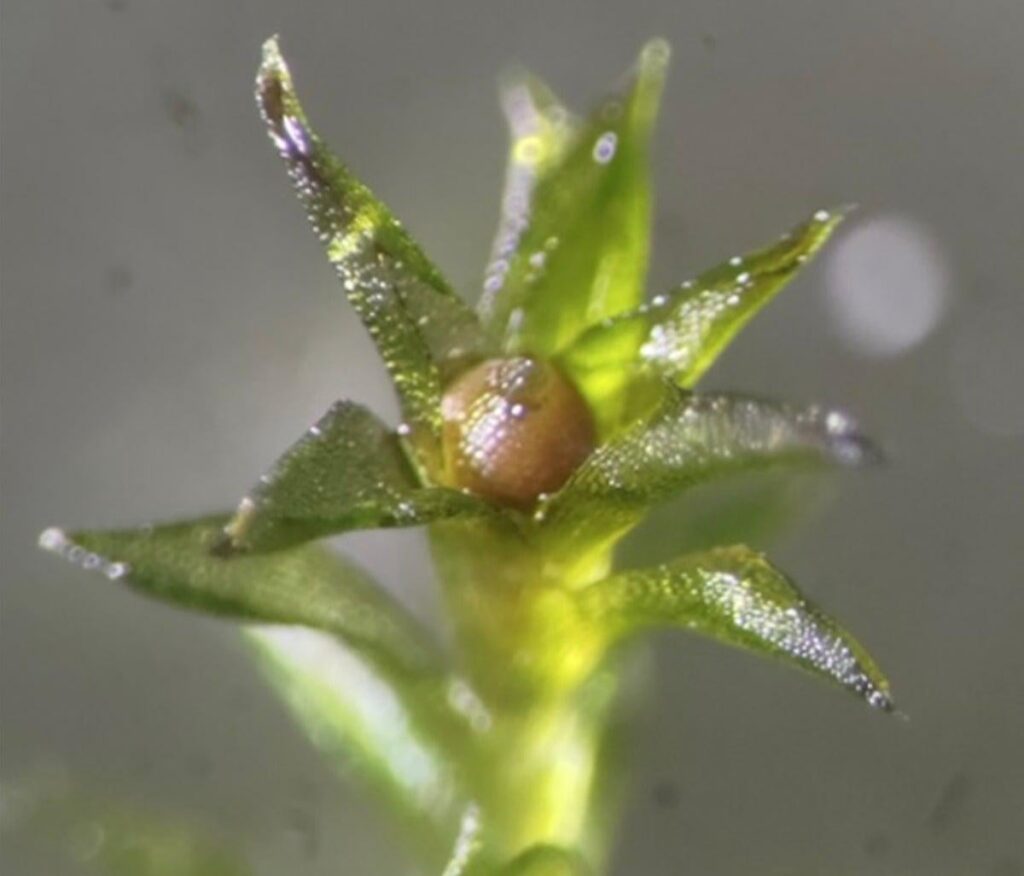Meet the Weird and Wonderful Life-forms That Can Survive in Space