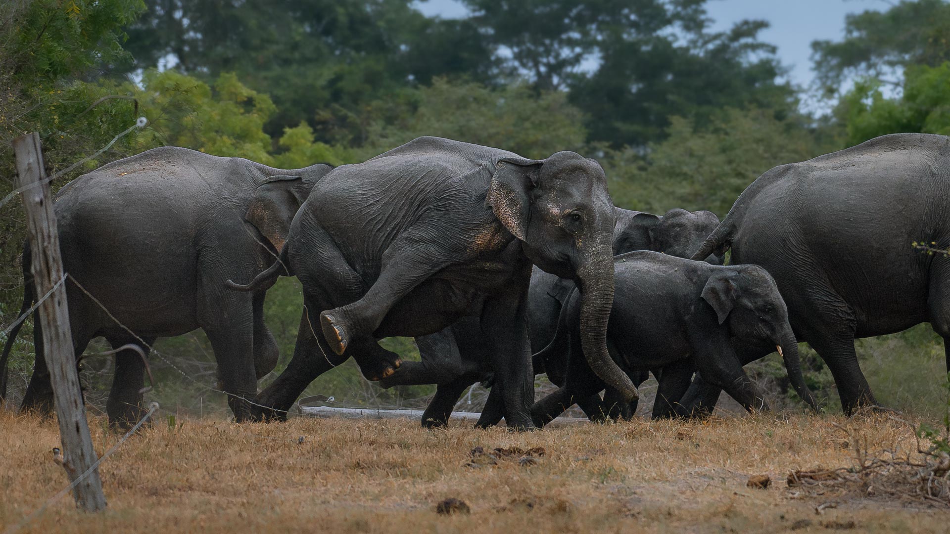 a herd of elephants run over a barb-wire fence