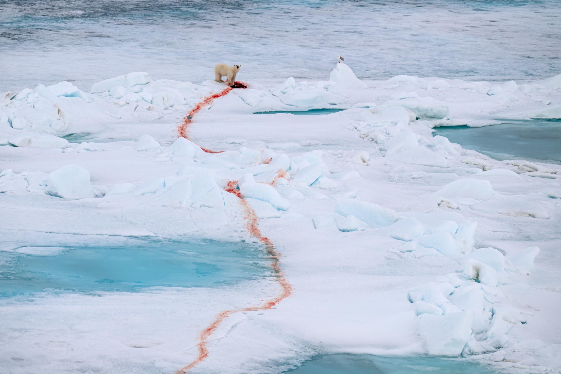 a trail of blood follows a polar bear