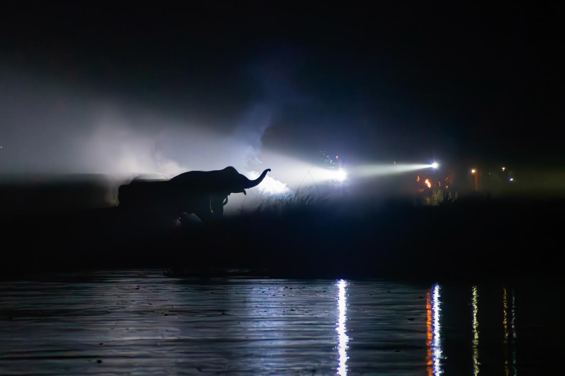 the silhouette of an elephant as flashlights shine on it