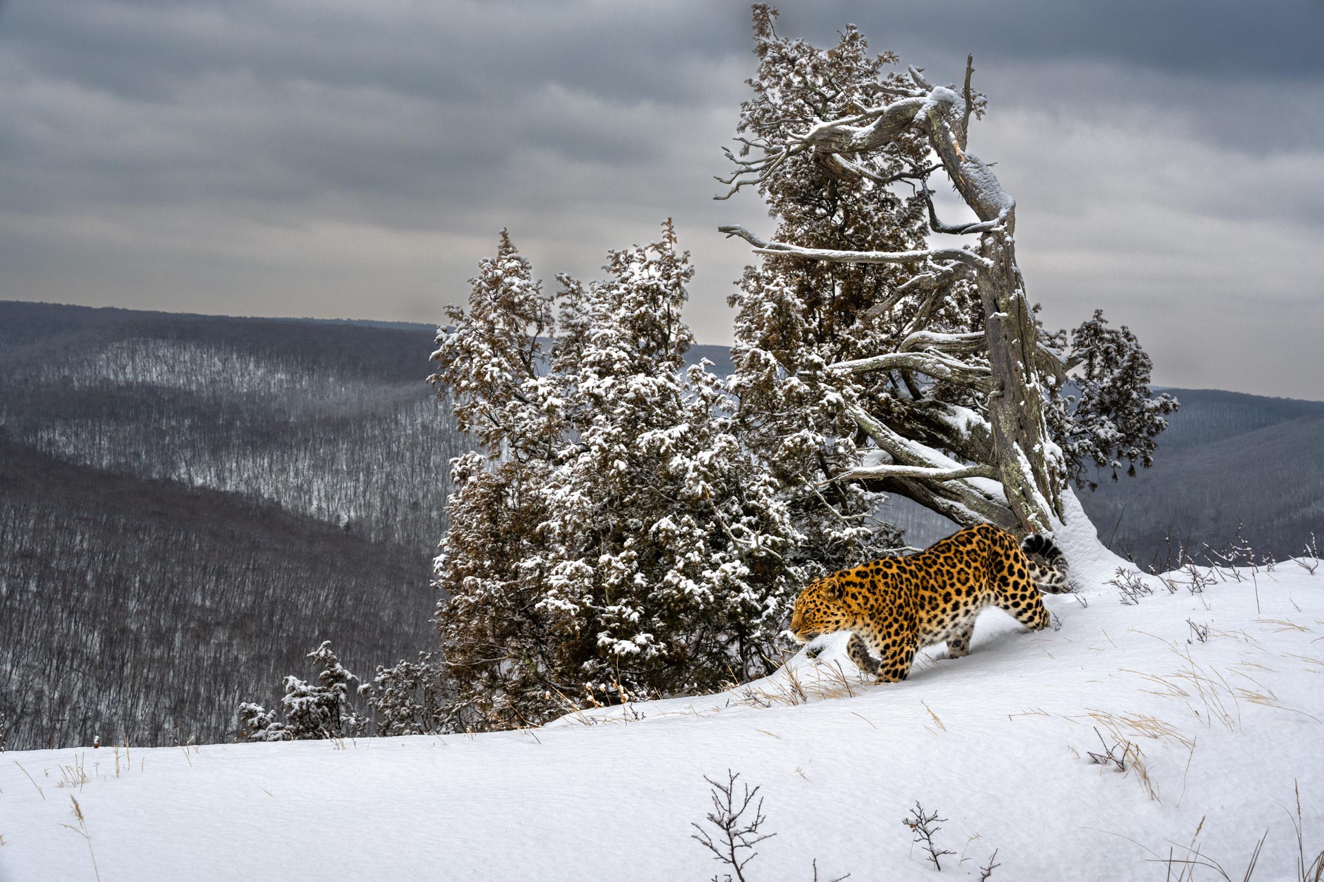 a leopard traverses a snowy, hilly landscape