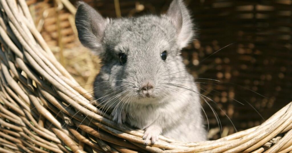 AUR wants to repeal the law banning mink and mink farms killed for their fur, most of which are owned by foreign companies