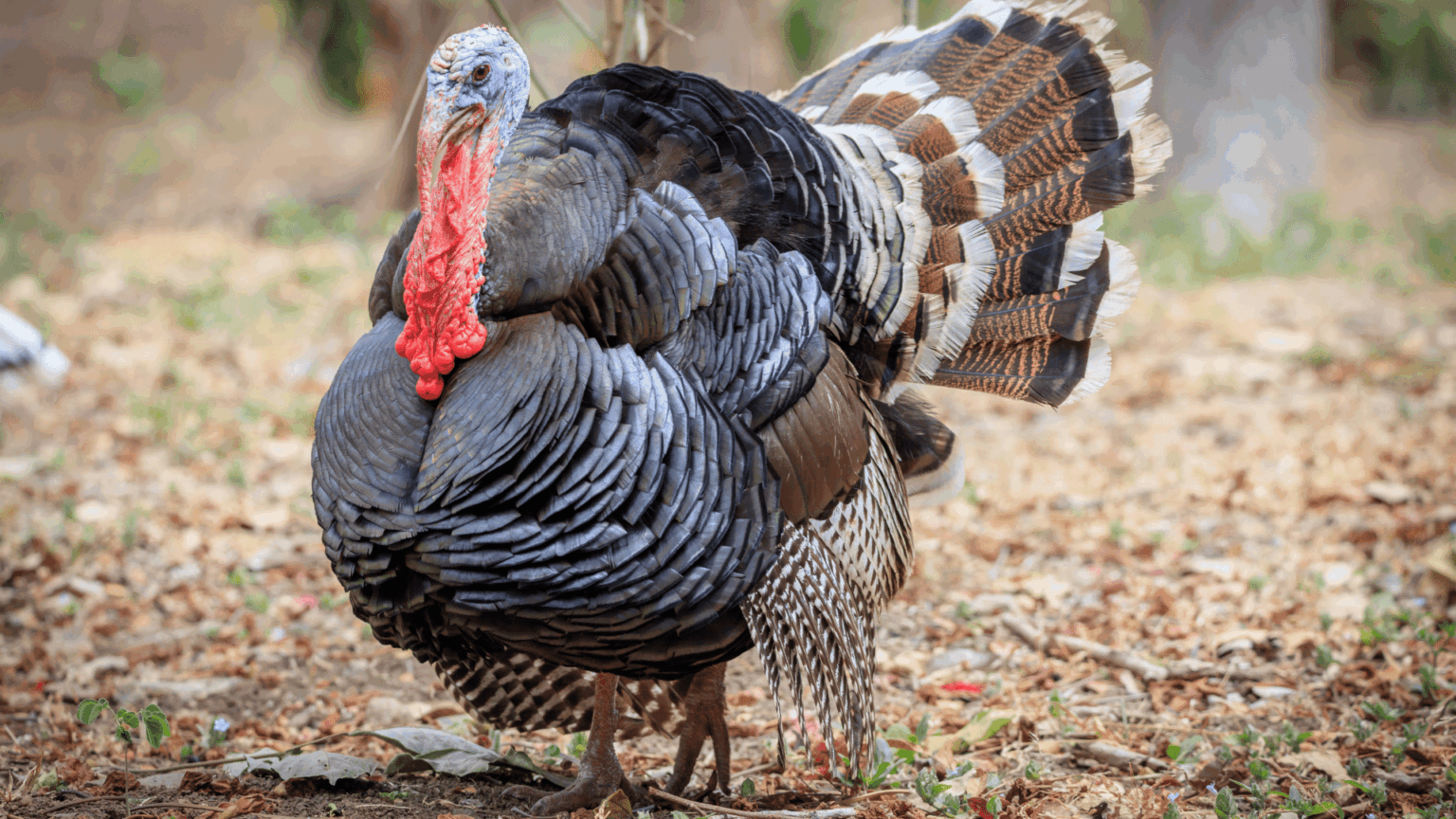 Public can help name turkey Mississippi governor will pardon before Thanksgiving