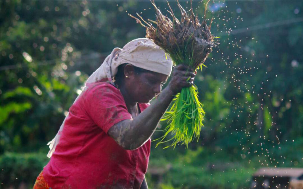 COP30: Italy joins global champions to drive food systems transformation