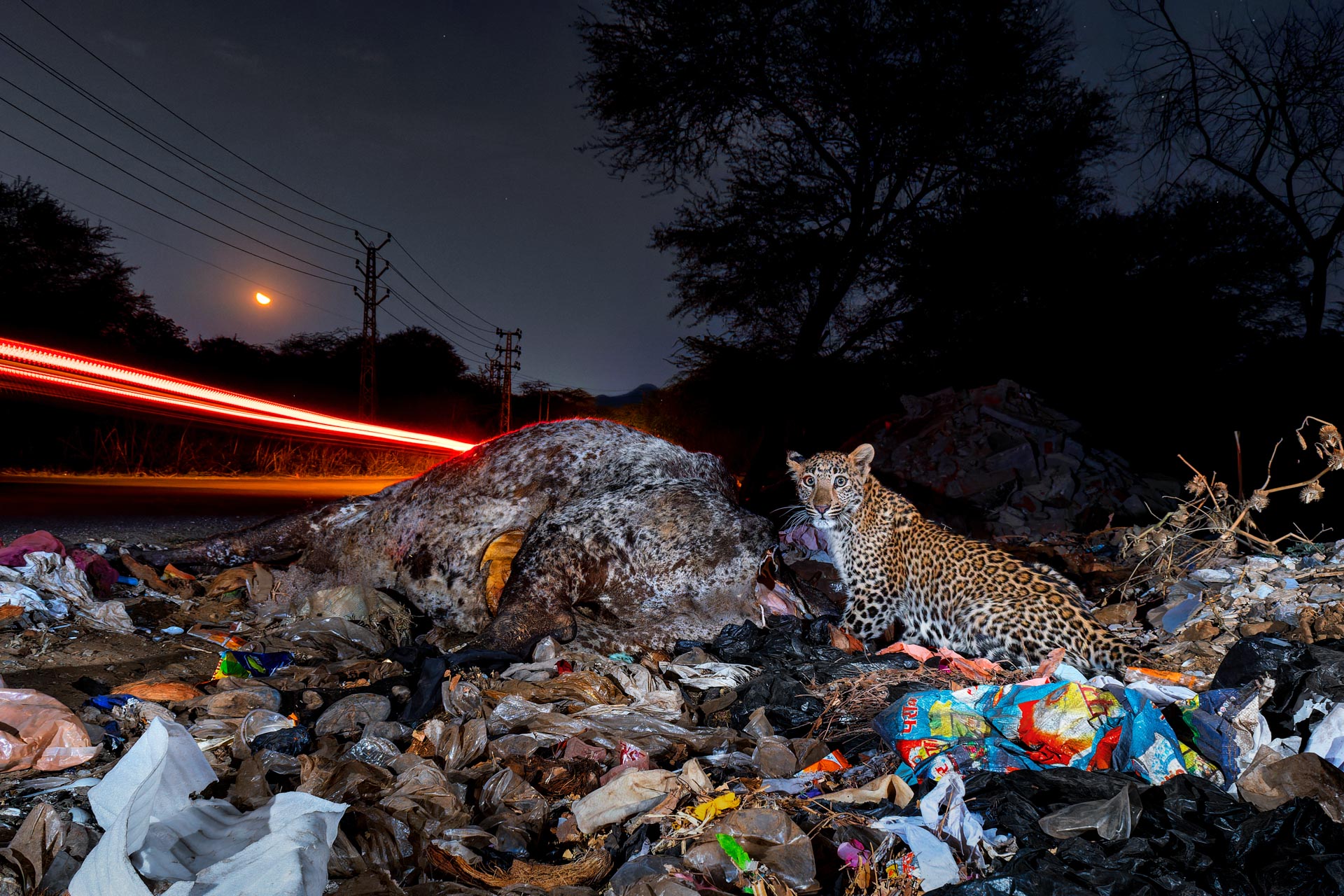 a leopard amongst a pile of garbage