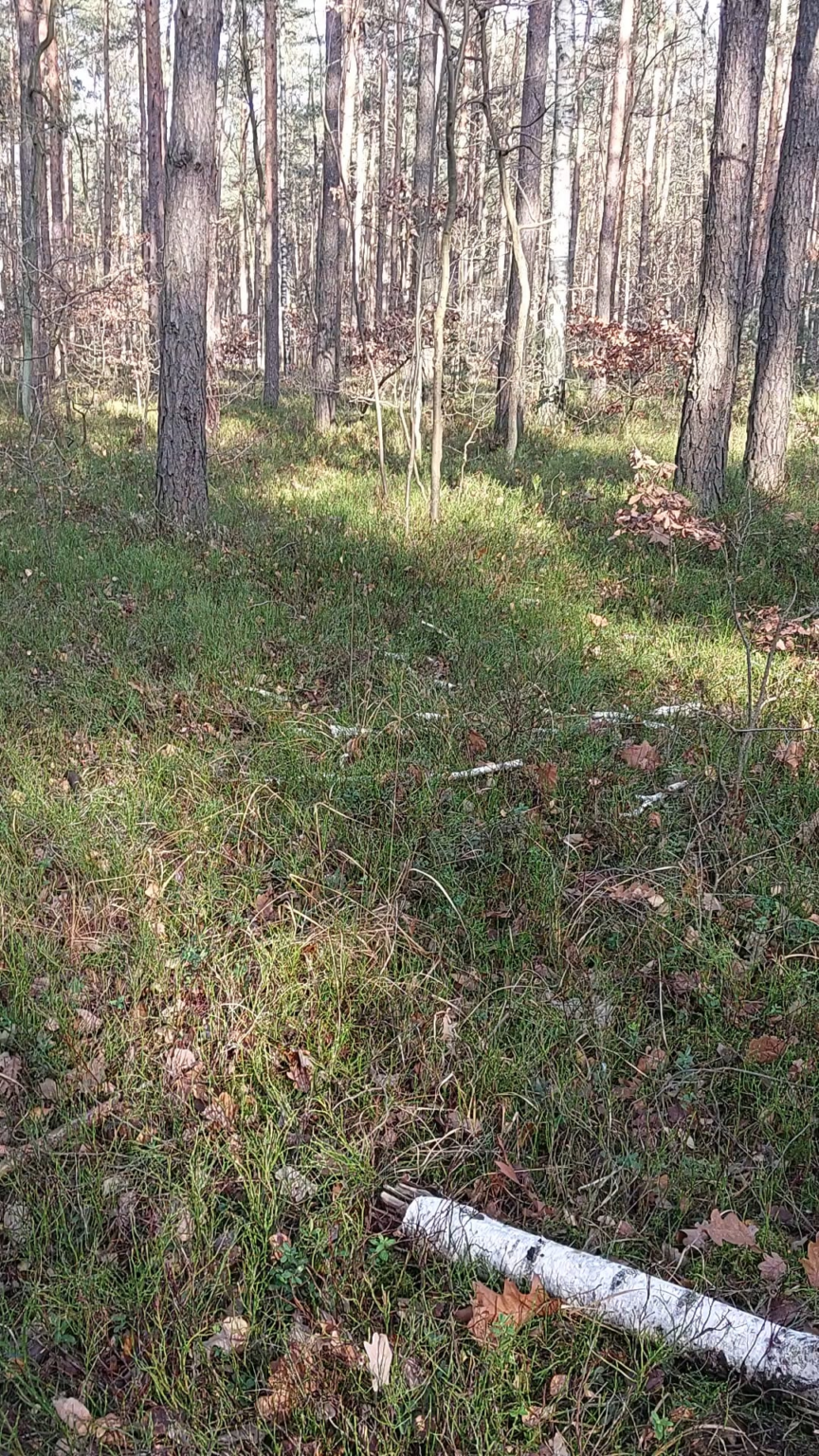 A typical trip to the forest. What have you found recently?