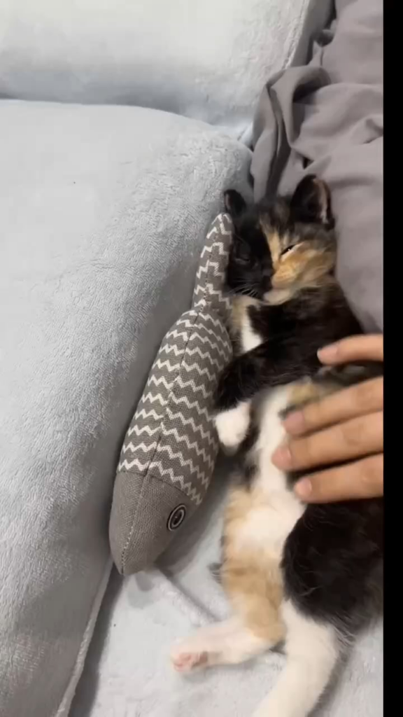 Catbot