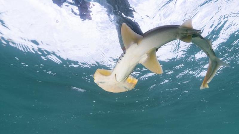 New Environmental DNA Test Could Help Rare Hammerhead Sharks Fight Extinction – Eurasia Review