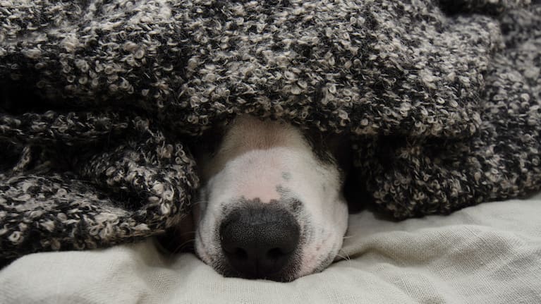 Peters says fireworks "put the fear of god" into animals. 