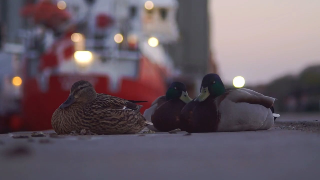 Sleepy mallards on their way to bed at dusk with Dannebrog flapping in the background. Filmed at Aarhus Harbour.