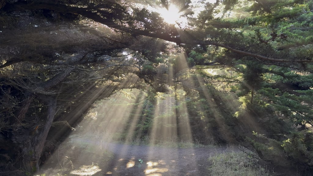 Walking through sunbeams in cypress trees on the pacific coast