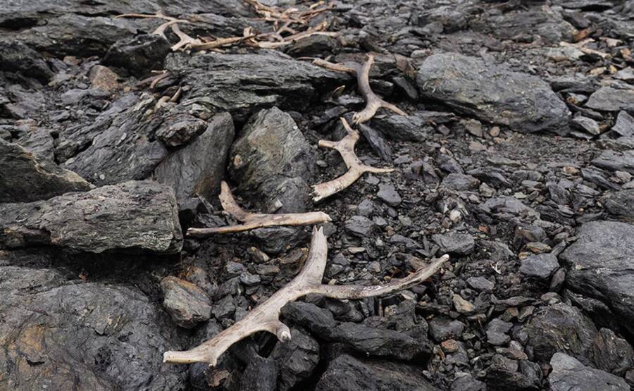 Antlers At Vestland Hunting Trap
