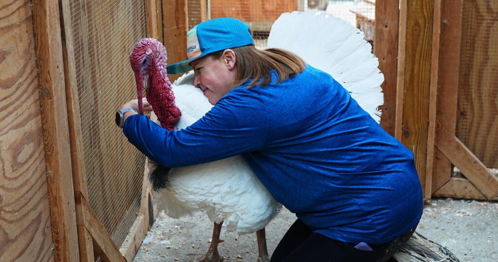 Ever consider "adopting" a turkey for Thanksgiving?