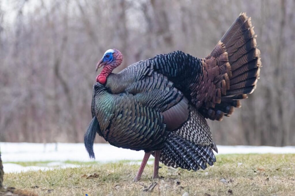 Are Thanksgiving Turkeys Male Or Female? Find Out Here