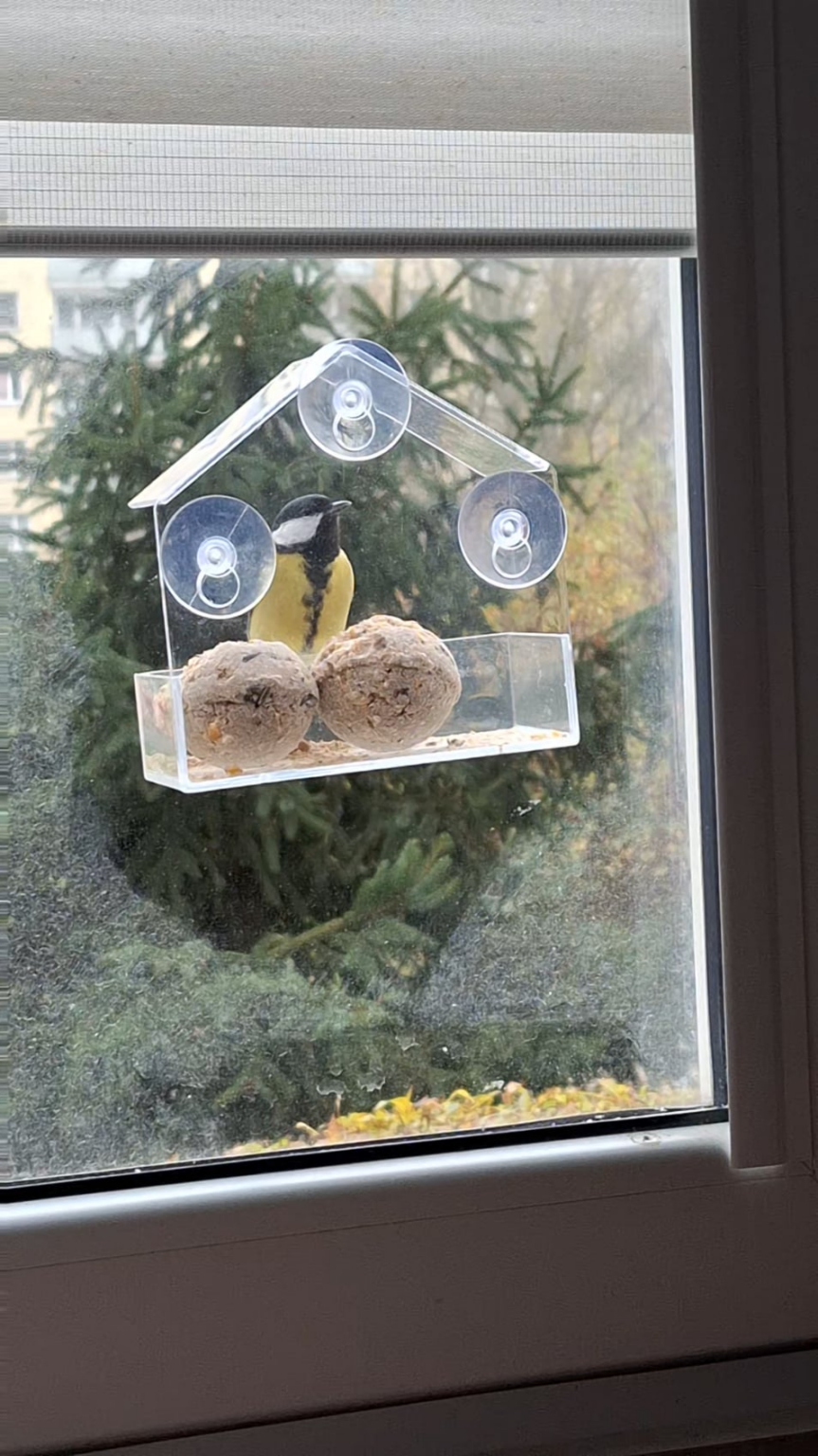 I highly recommend a window feeder