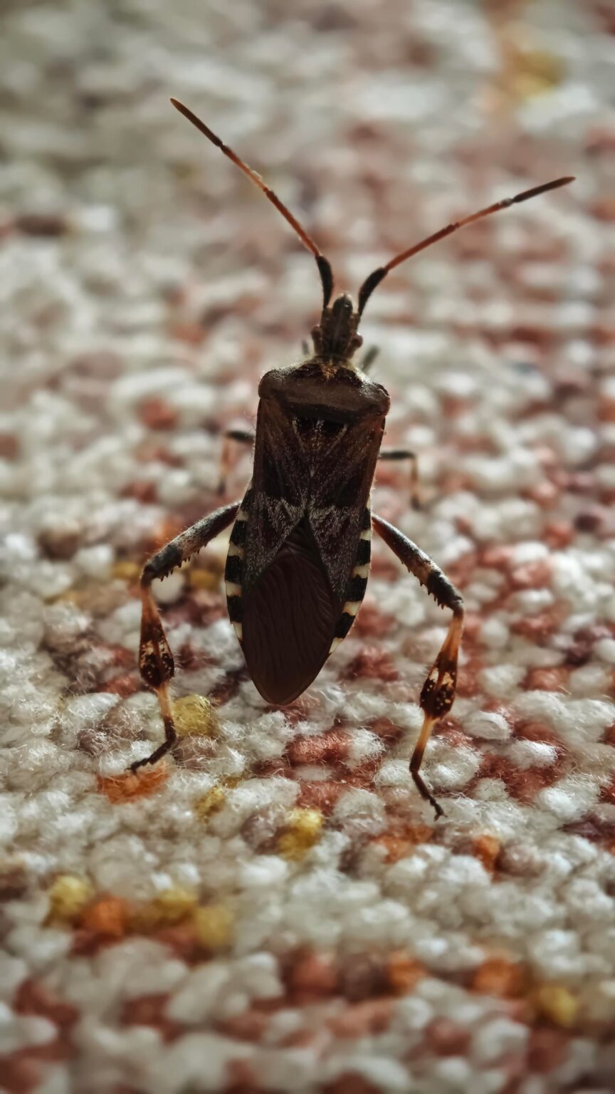 Stink bug/stinky martini?
